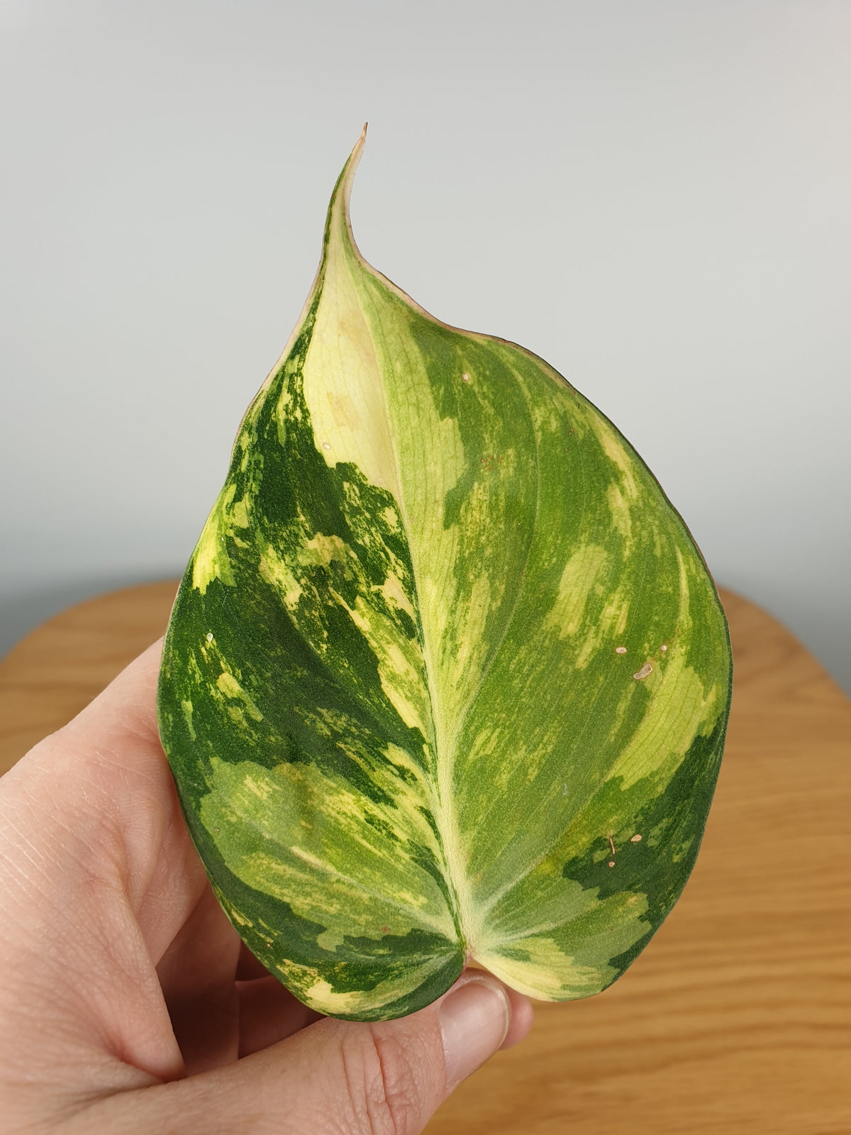 Philodendron hederaceum var hederaceum variegata - Variegated Micans Root'd Plants 