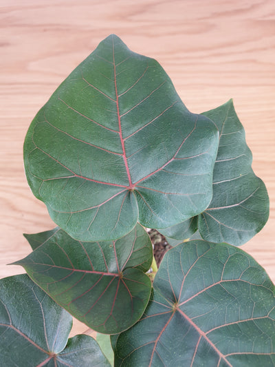 Ficus petiolaris - the Rock Fig Root'd Plants 