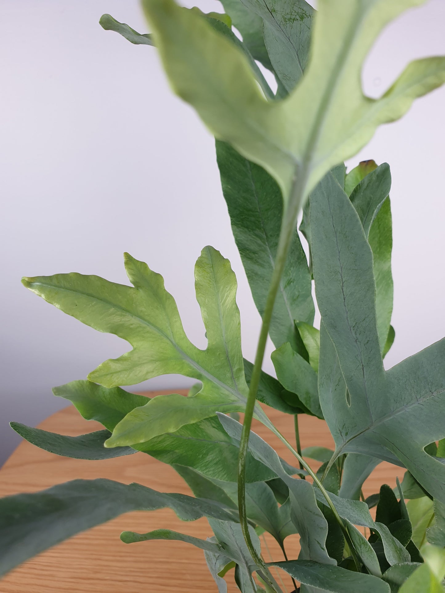 Phlebodium aureum - Blue Star Fern Root'd Plants 
