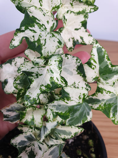 Hedera helix 'Camouflage' - Variegated English Ivy Root'd Plants 