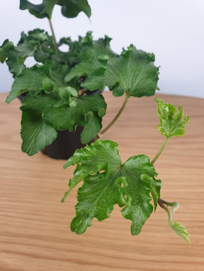 Hedera helix 'Parsley' - Crested English Ivy Root'd Plants 