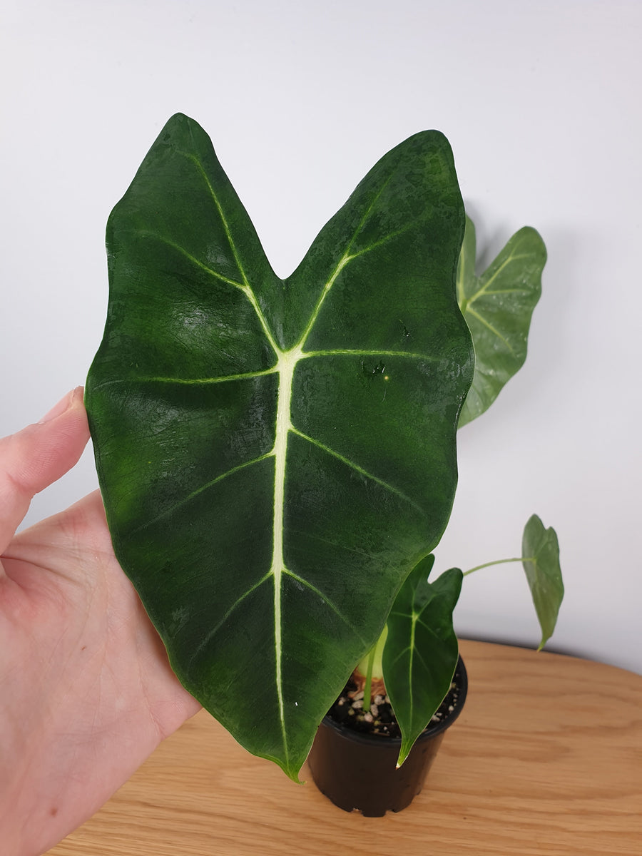 Alocasia micholitziana - Green Velvet