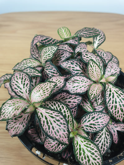 Fittonia albivenis 'Pink Forest Flame' - Nerve Plant Root'd Plants 