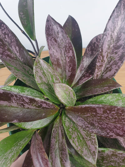 Hoya pubicalyx 'Royal Hawaiian Purple' - Wax Vine Plant Root'd Plants 