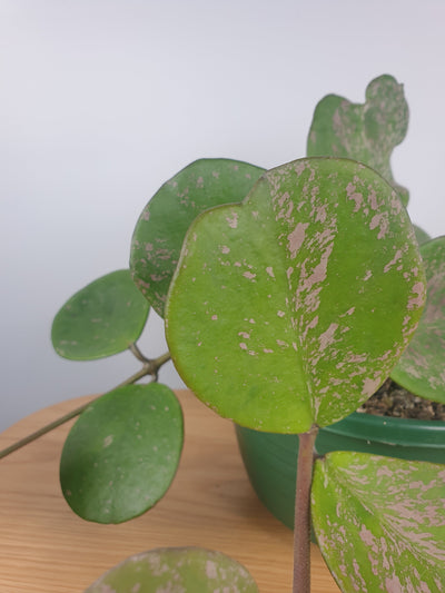 Hoya obovata - Wax Vine Plant Root'd Plants 