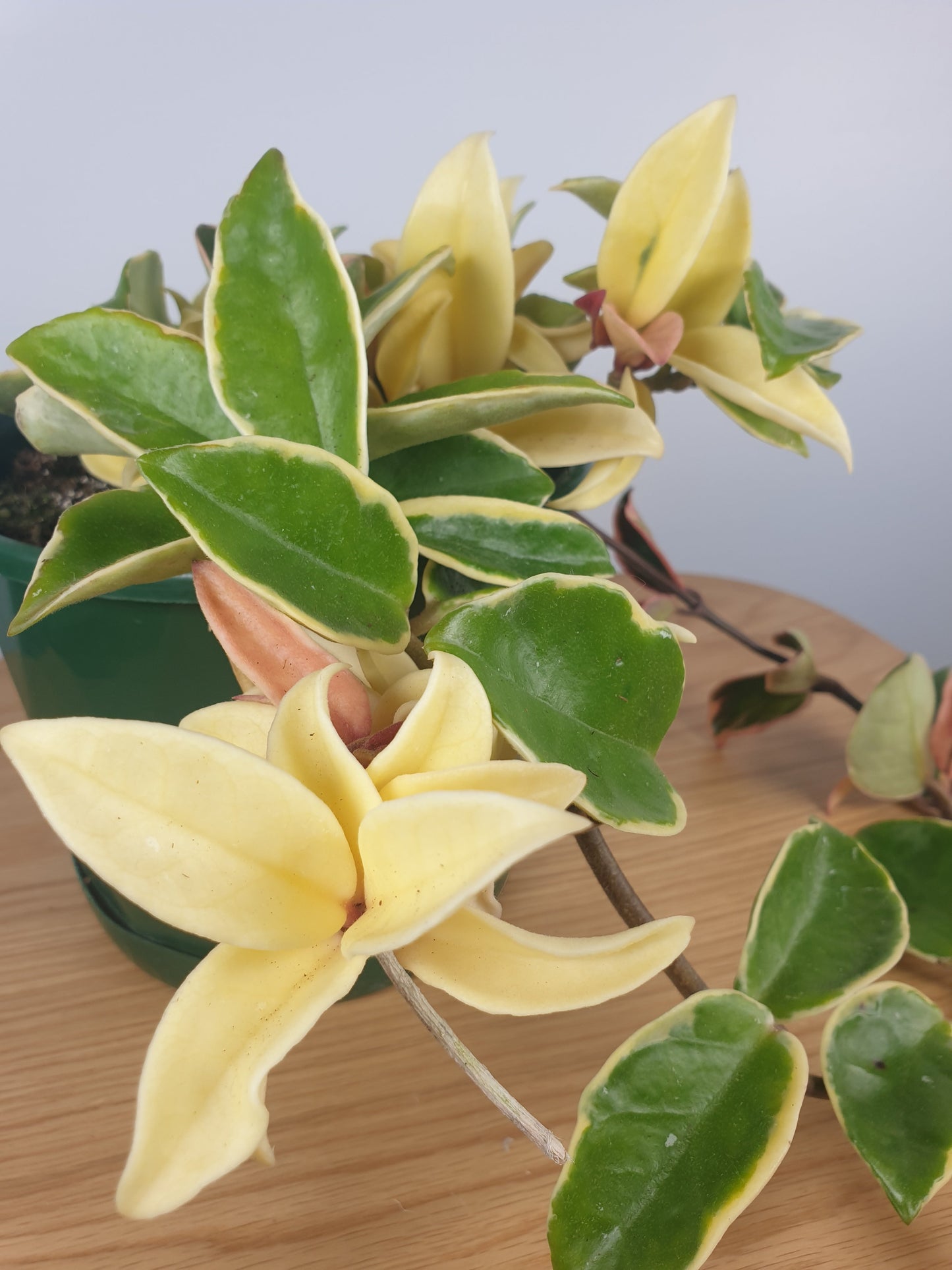 Hoya carnosa 'Krimson Queen' - Albo Variegated Wax Vine Plant Root'd Plants 