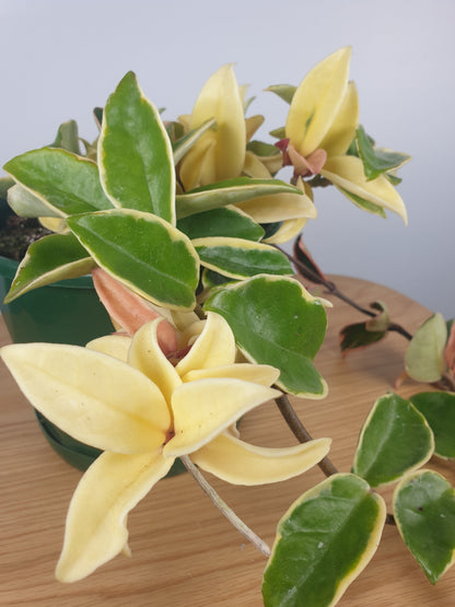 Hoya carnosa 'Krimson Queen' - Albo Variegated Wax Vine Plant Root'd Plants 