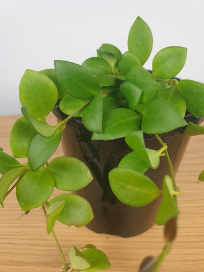 Hoya heuschkeliana - Wax Vine Plant Root'd Plants 