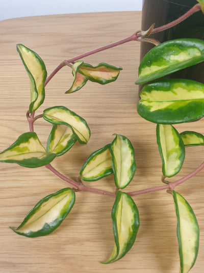 Hoya carnosa 'Krimson Princess' - Wax Vine Plant Root'd Plants 