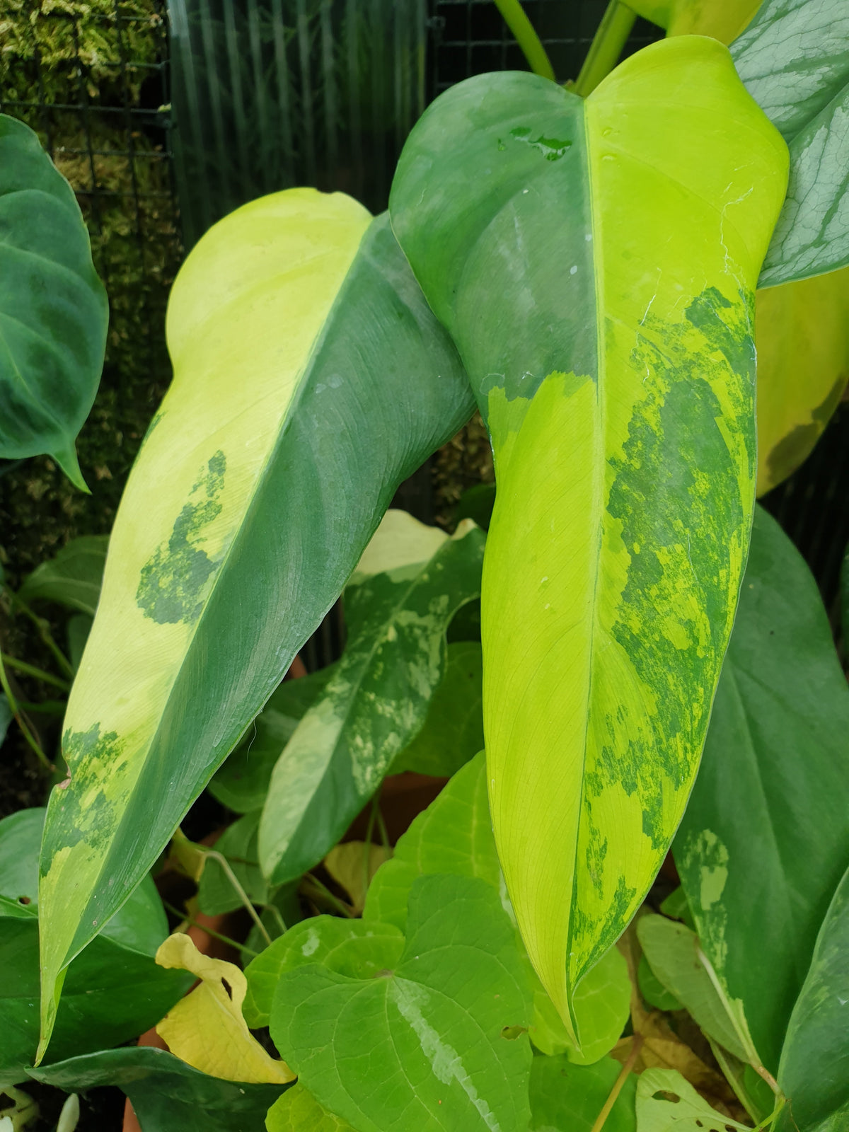 Philodendron domesticum variegata Root'd Plants 