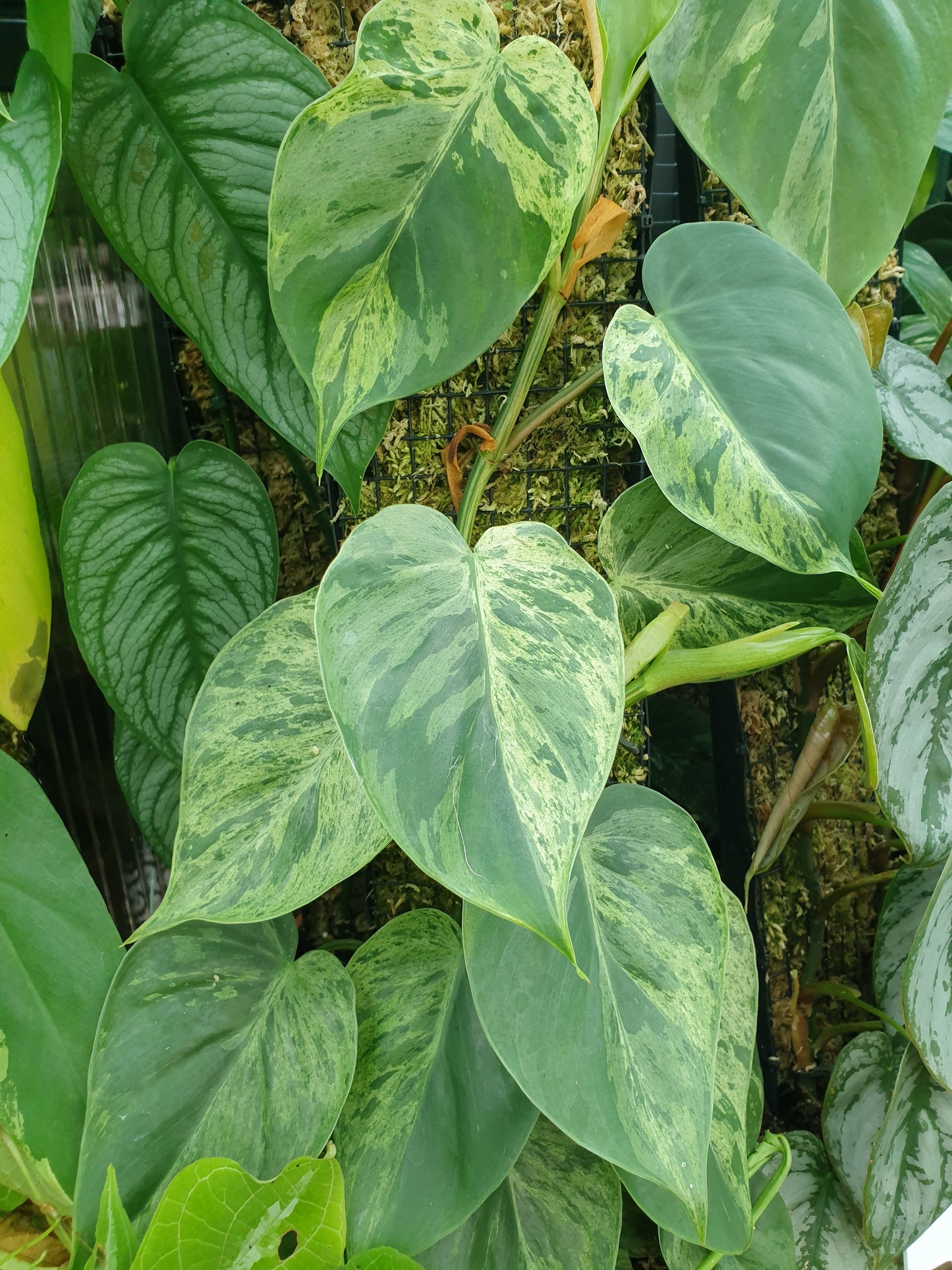 Philodendron hederaceum var. oxycardium variegata - Variegated Heart Leaf Philo Root'd Plants 