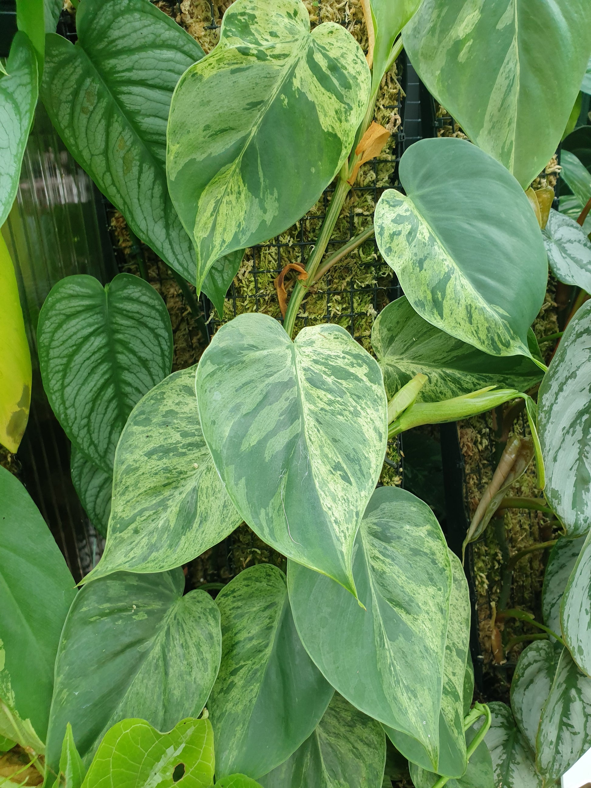 Philodendron hederaceum var. oxycardium variegata - Variegated Heart Leaf Philo Root'd Plants 
