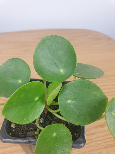 Pilea peperomioides - Chinese Money Plant Root'd Plants 