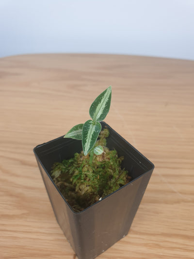 Aspidogyne argentea - Jewel Orchid Root'd Plants 