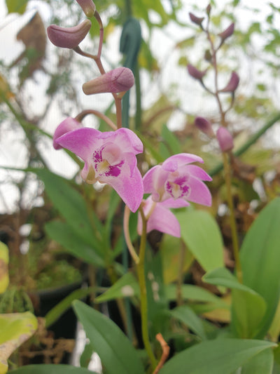Dendrobium kingianum - Pink Rock Orchid Root'd Plants 