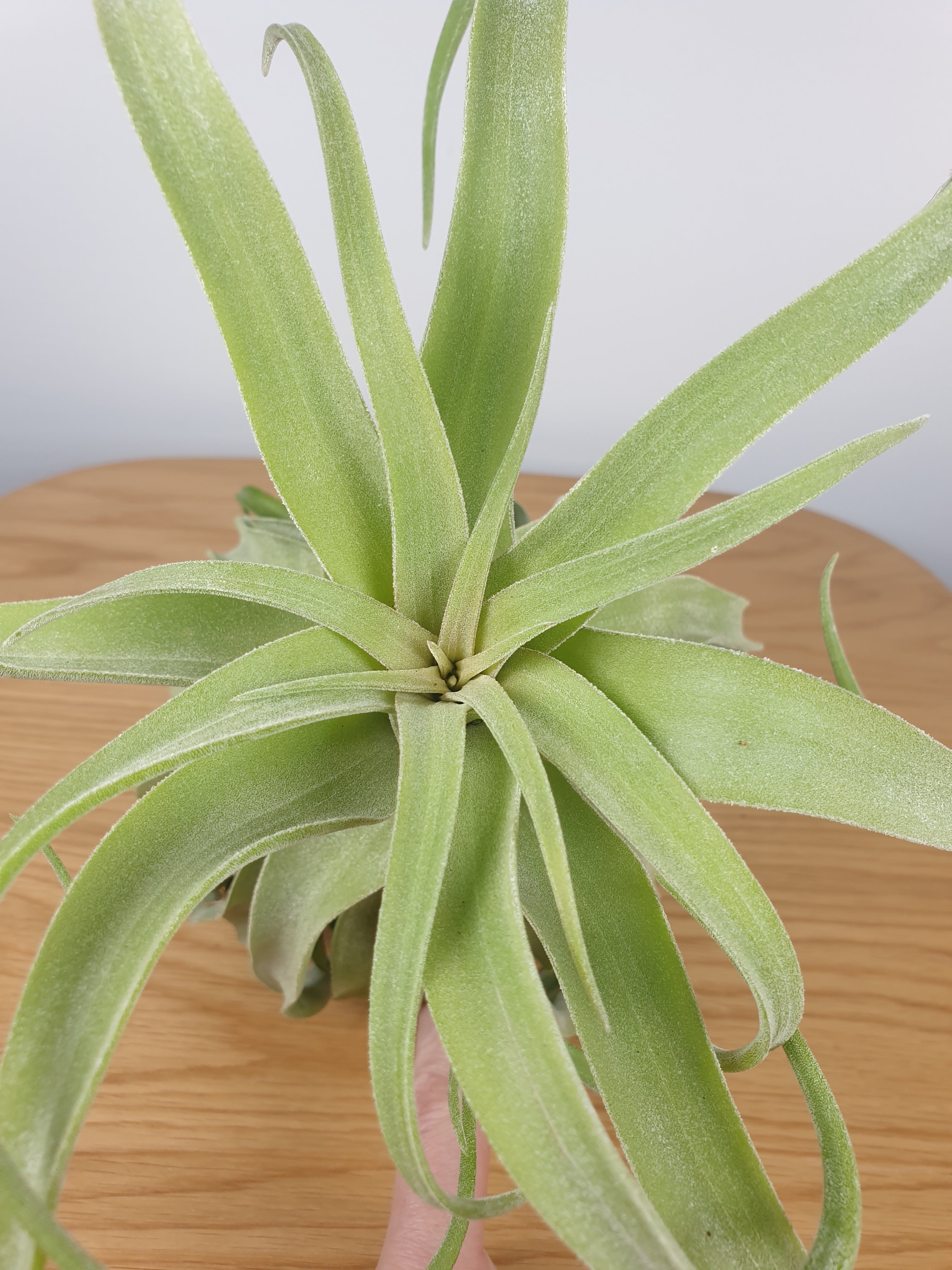 Tillandsia streptophylla - Air Plant Root'd Plants 