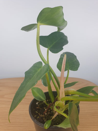 Philodendron x 'Golden Dragon' (Green) Root'd Plants 