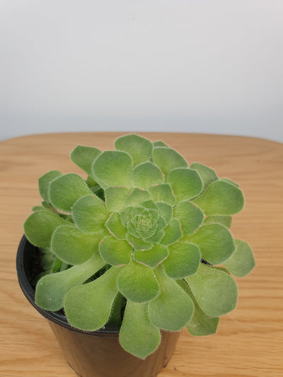 Aeonium tabuliforme 'Hime Meikyou' - Dinner Plate Succulent Root'd Plants 