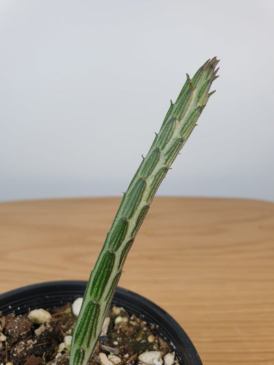 Kleinia (Senecio) stapeliiformis - Pickle Plant Root'd Plants 