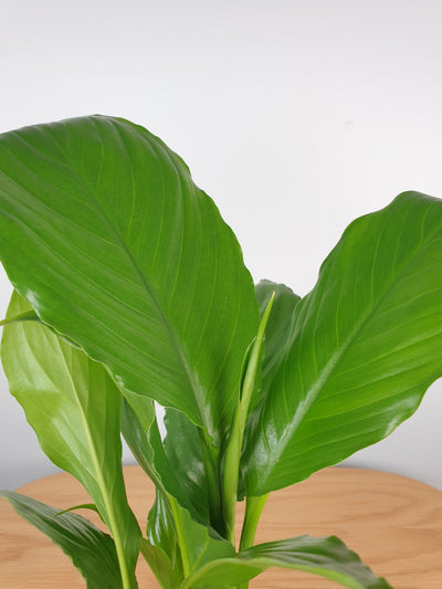 Spathiphyllum 'Stephanie' - Peace Lily Root'd Plants 
