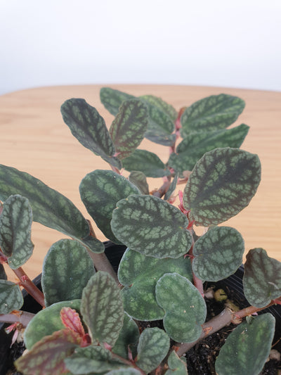 Pellionia pulchra - Watermelon Begonia Root'd Plants 