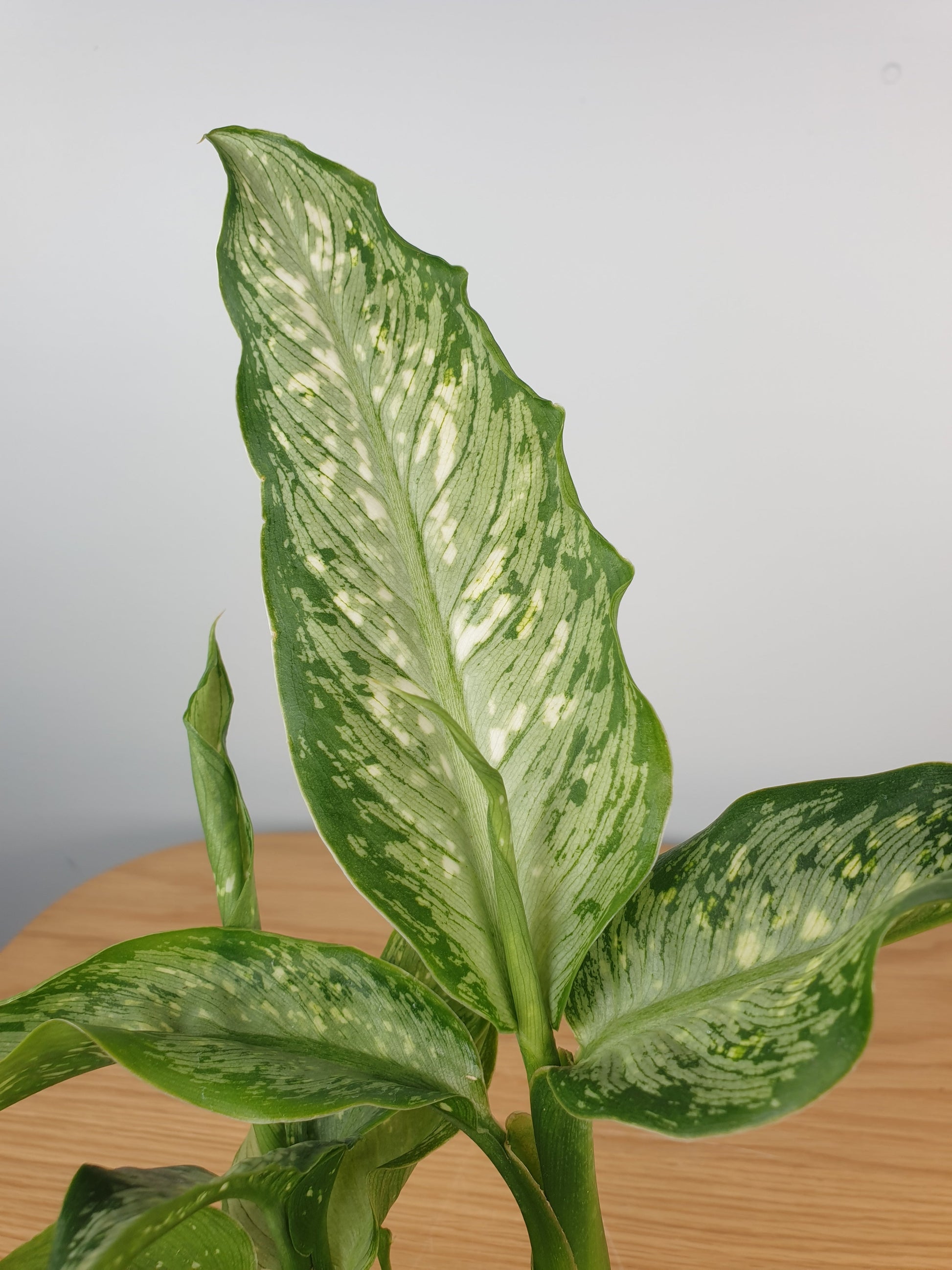 Dieffenbachia maculata 'Tropical Tiki' - Dumbcane Root'd Plants 