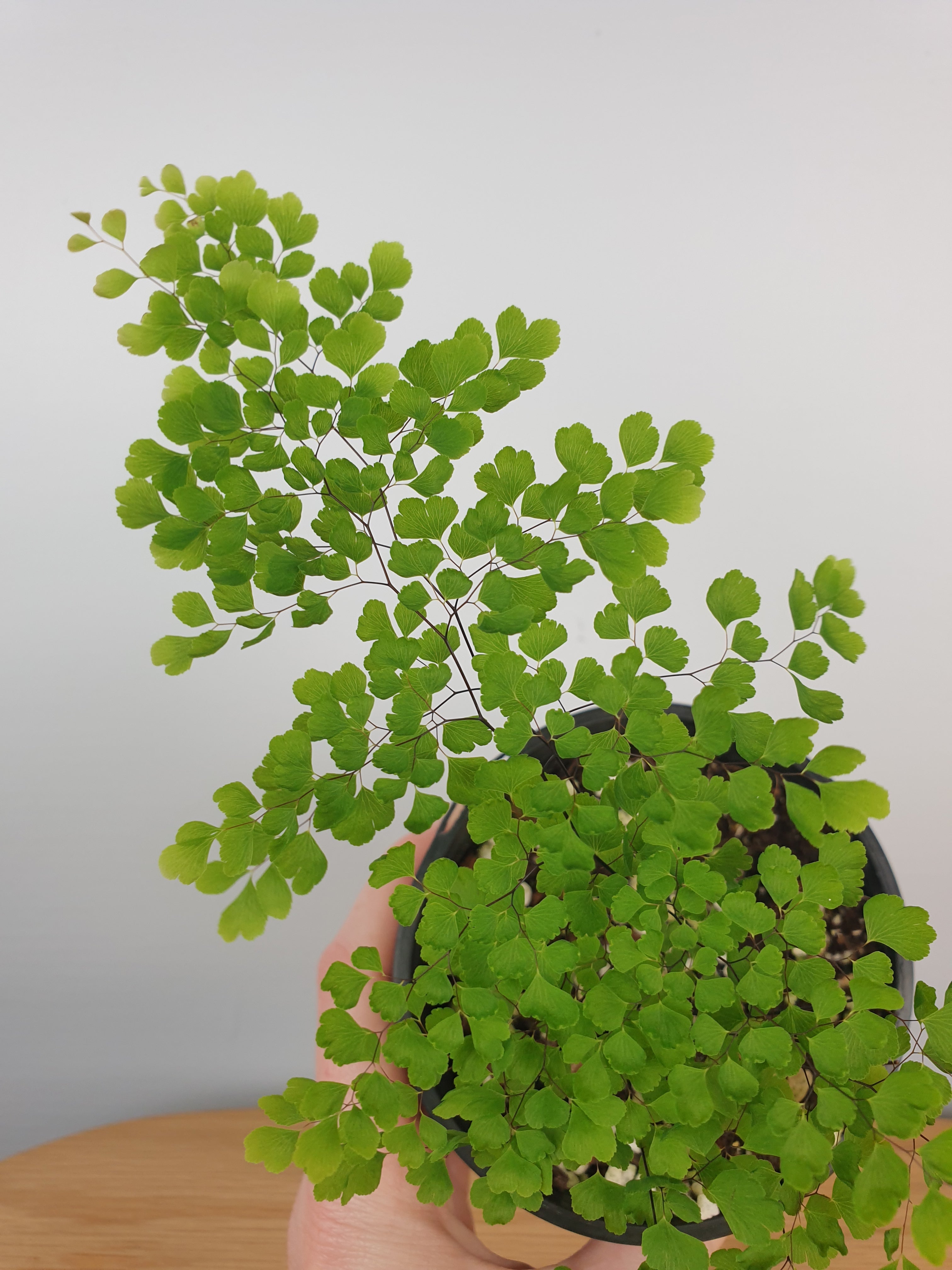 Adiantum aethiopicum - Maiden Hair Fern Root'd Plants 