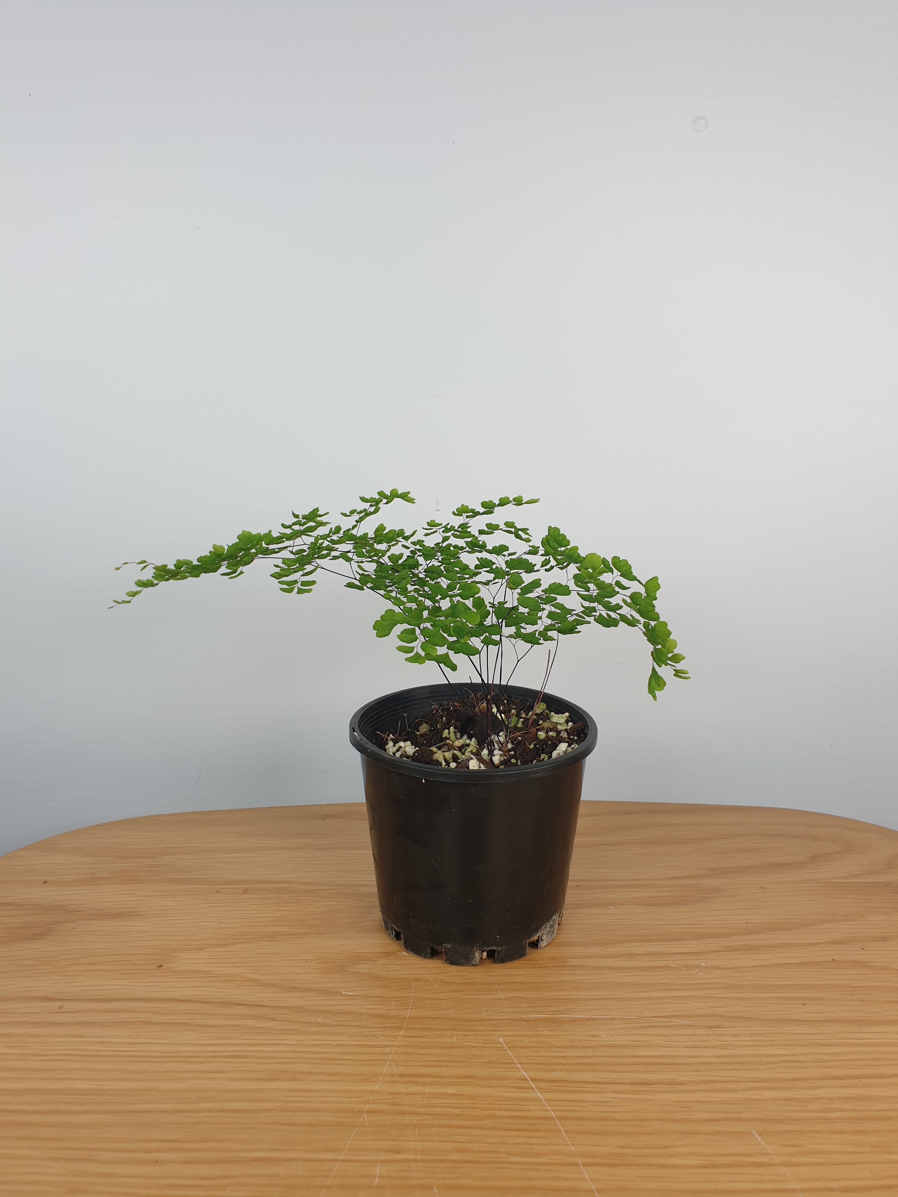 Adiantum aethiopicum - Maiden Hair Fern Root'd Plants 100mm 