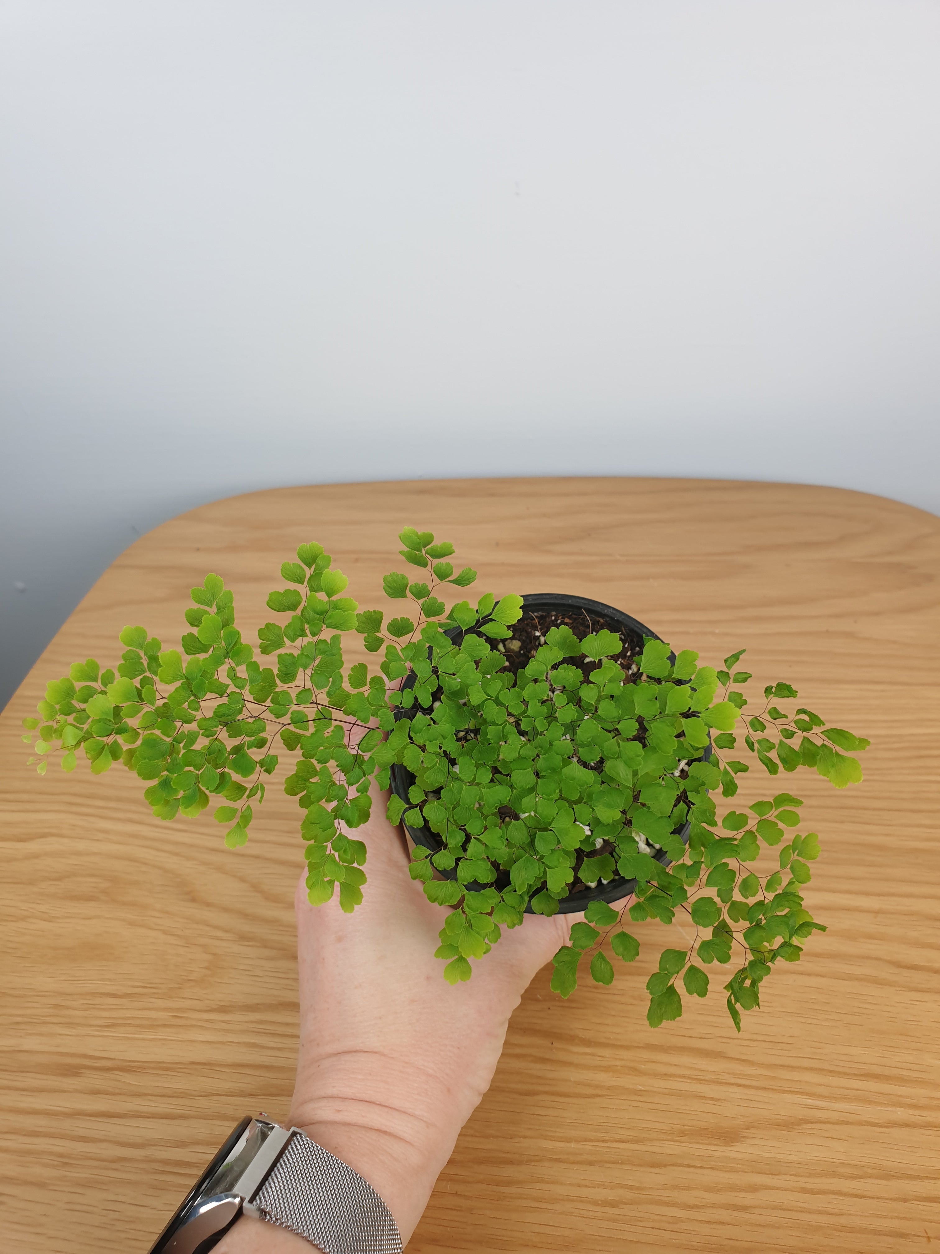 Adiantum aethiopicum - Maiden Hair Fern Root'd Plants 