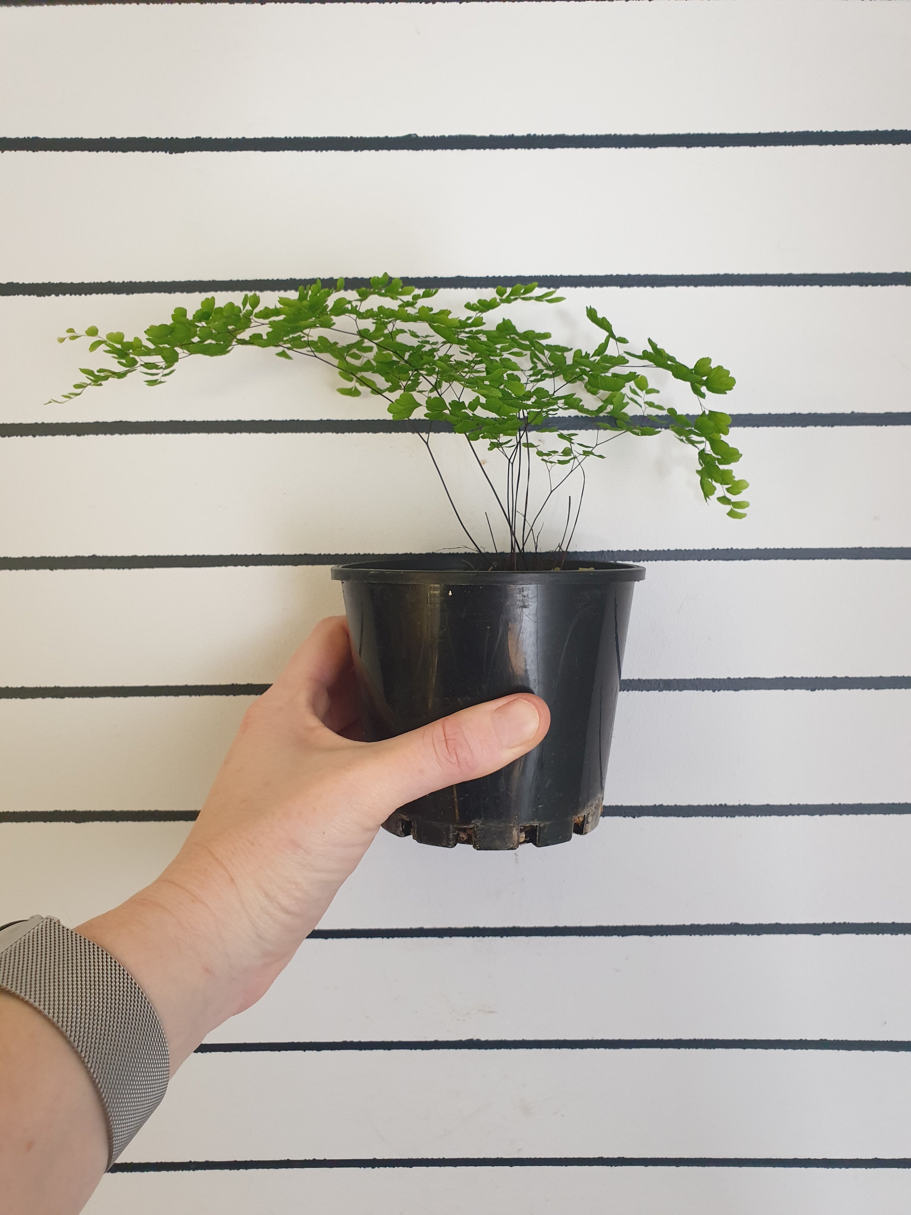 Adiantum aethiopicum - Maiden Hair Fern Root'd Plants 