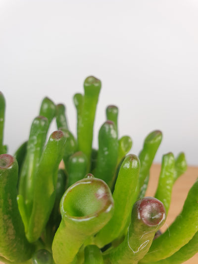 Crassula ovata 'Gollum' - Jade Plant Root'd Plants 