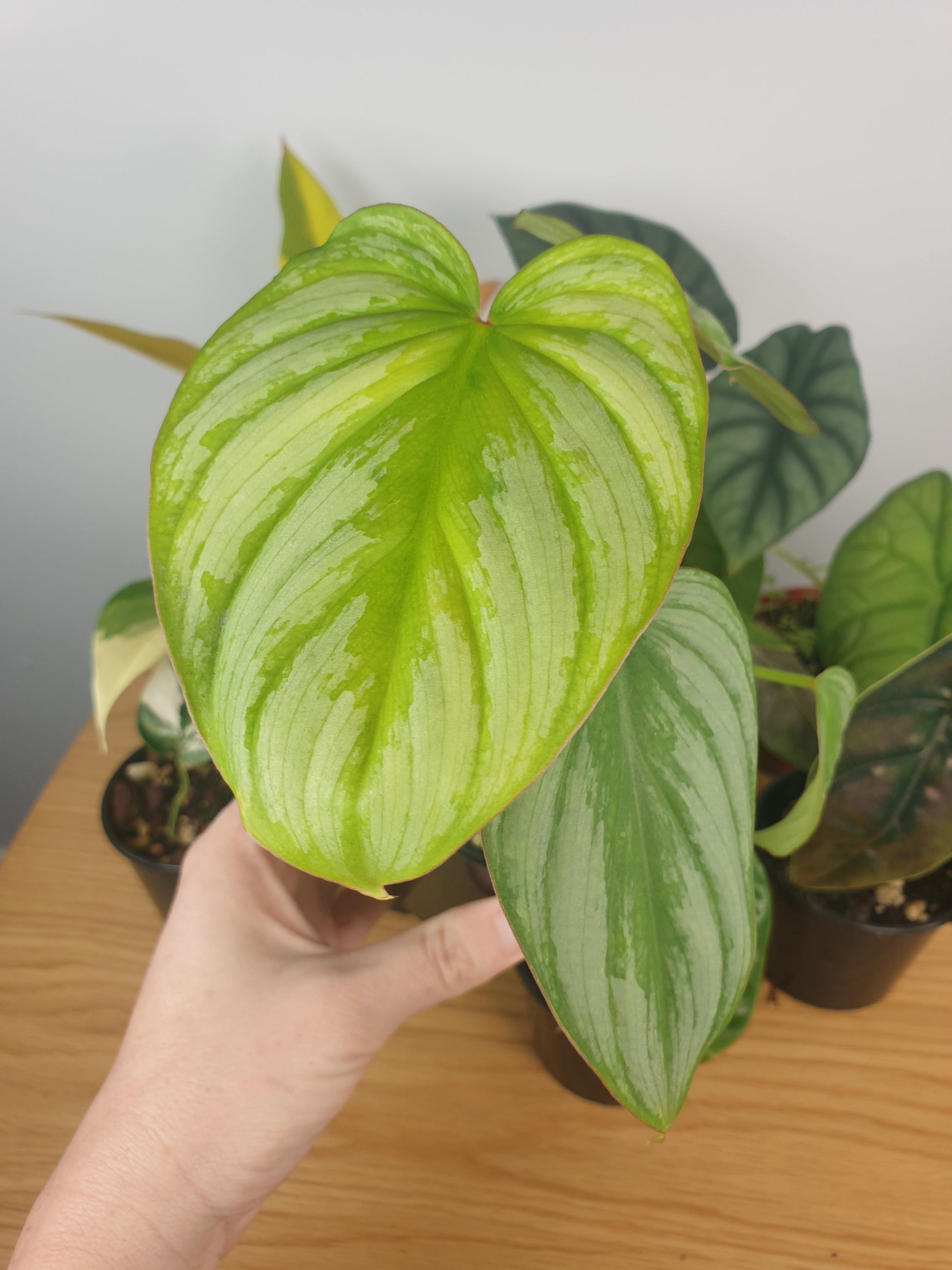 Philodendron 'Silver Cloud' Root'd Plants 