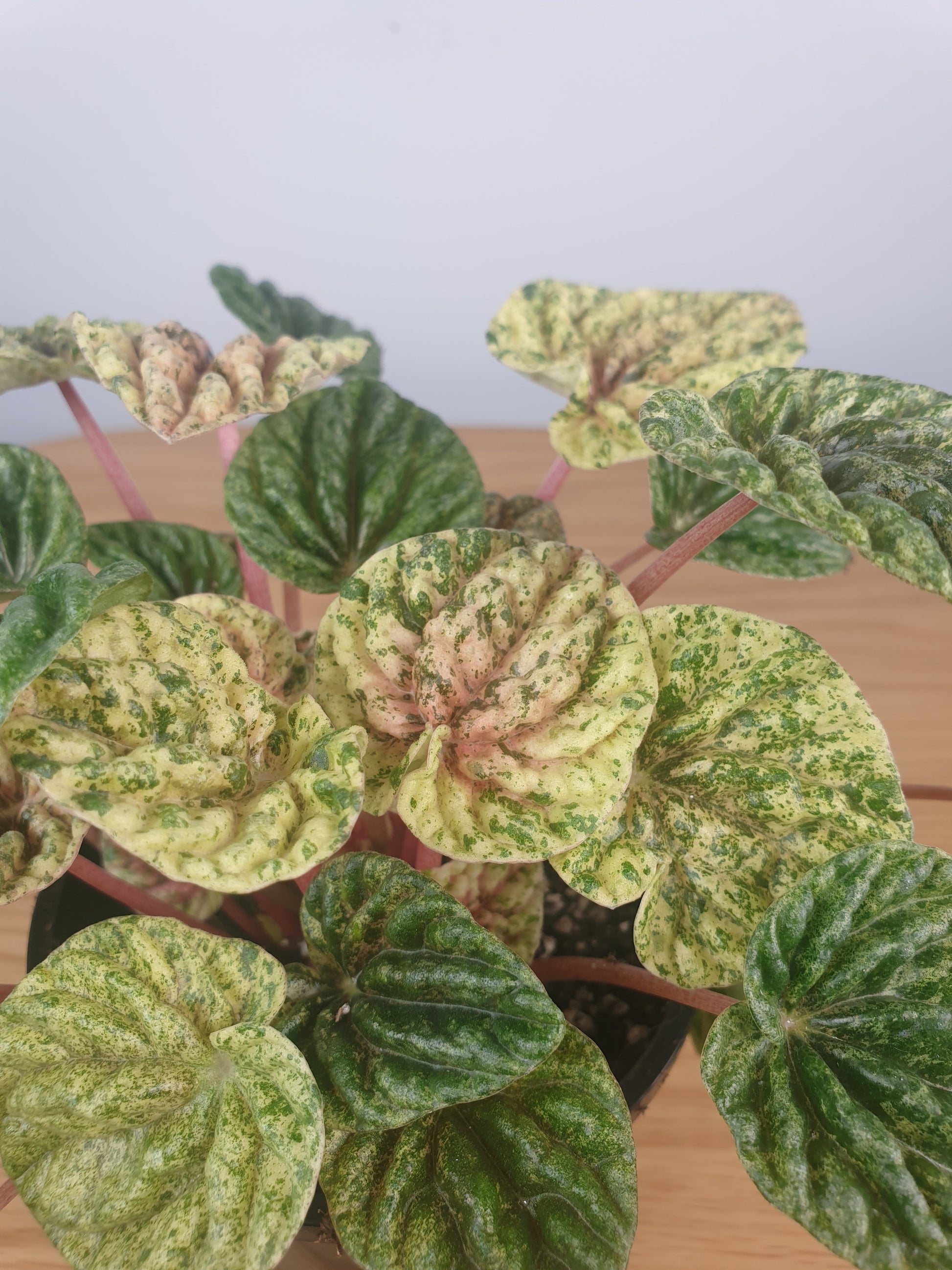 Peperomia caperata variegata - Variegated Ripple Pep Root'd Plants 