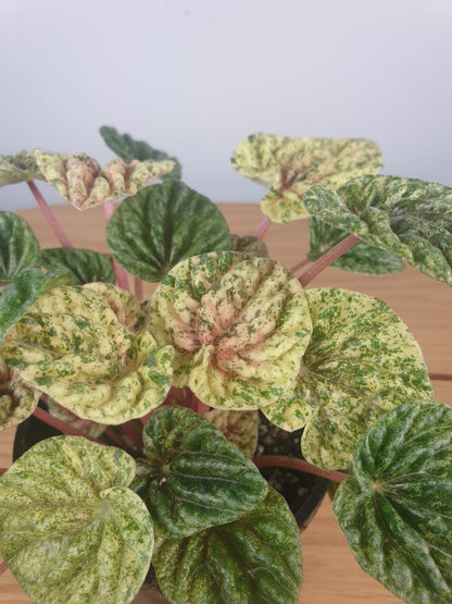 Peperomia caperata variegata - Variegated Ripple Pep Root'd Plants 