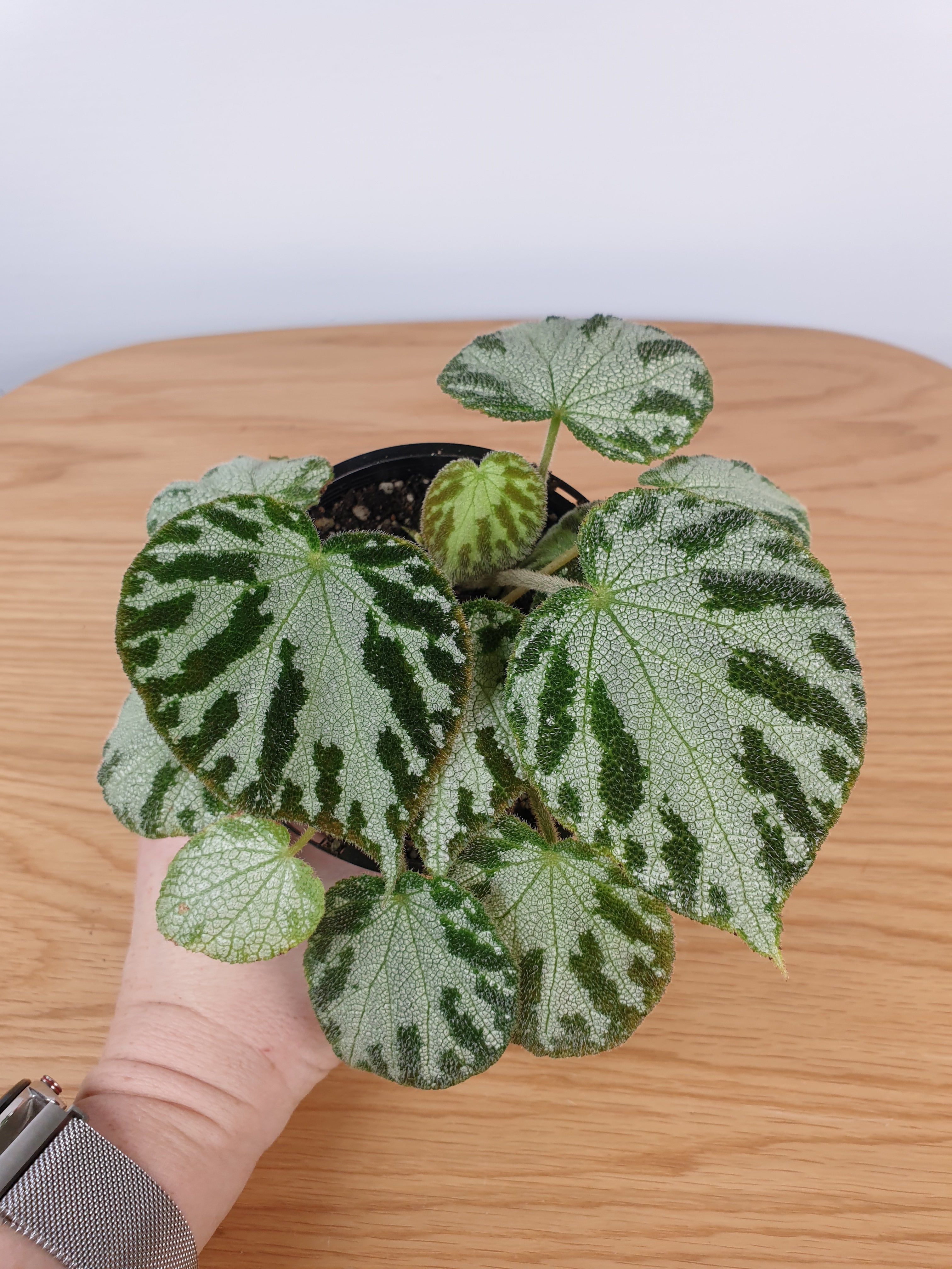 Begonia ‘Silver Jewel' Root'd Plants 