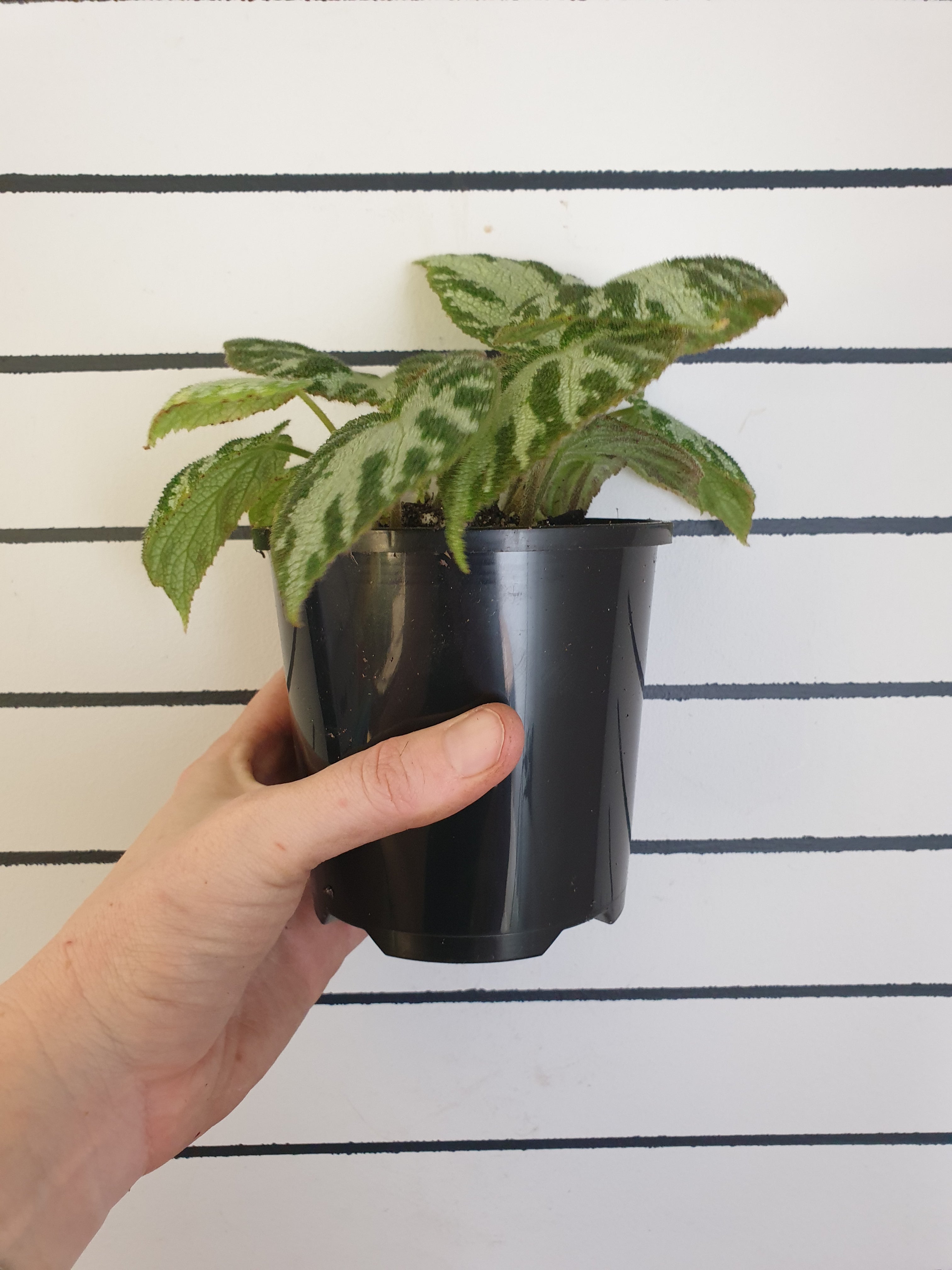 Begonia ‘Silver Jewel' Root'd Plants 