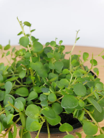 Peperomia rotundifolia - Trailing Jade Plant Root'd Plants 