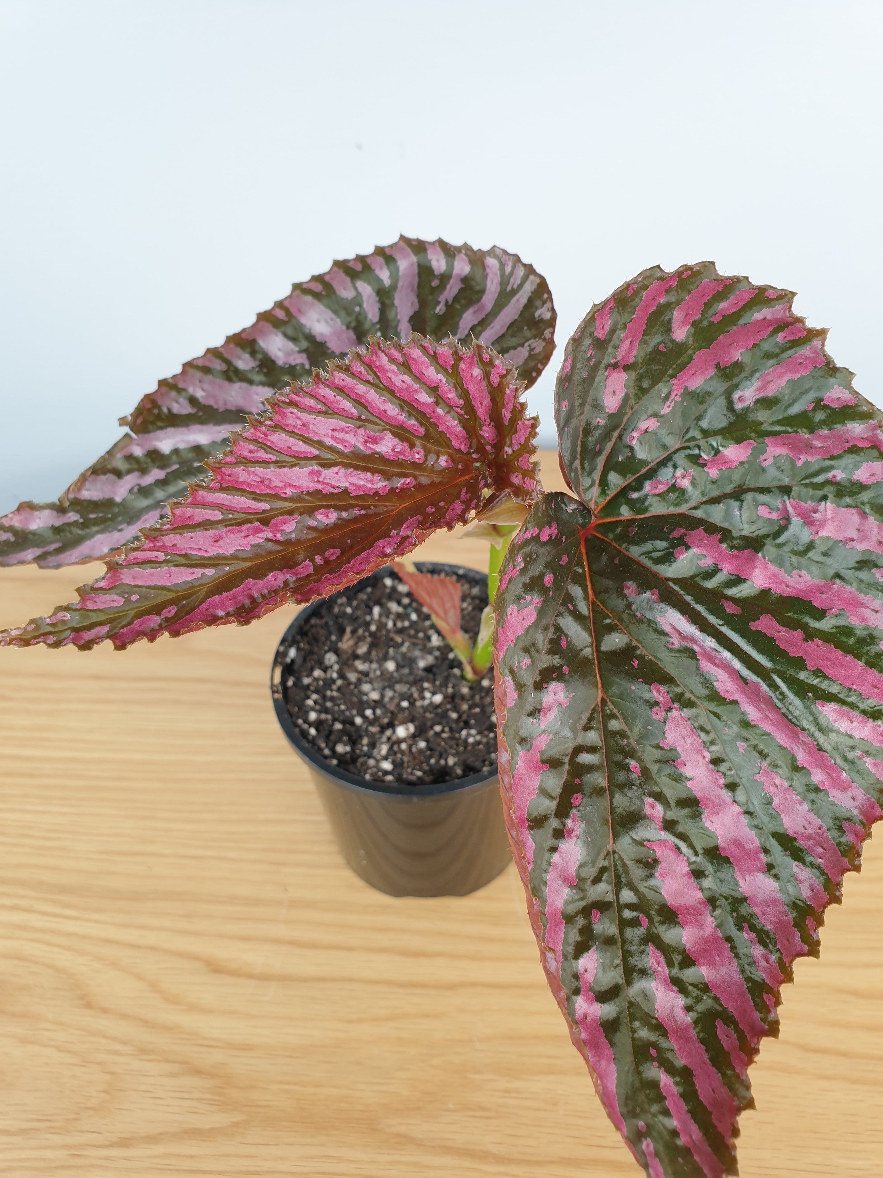 Begonia brevirimosa subsp. exotica Root'd Plants 