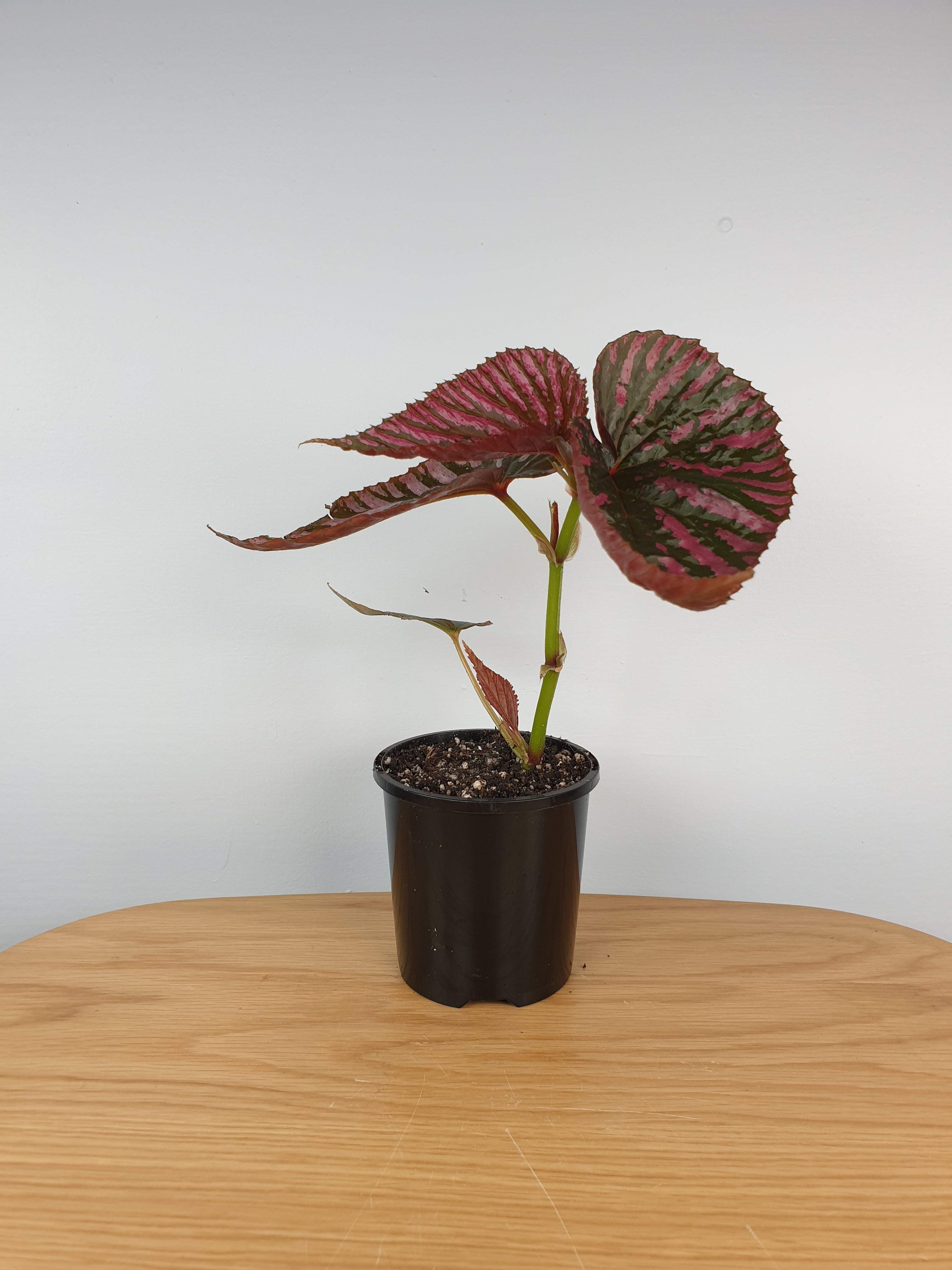 Begonia brevirimosa subsp. exotica Root'd Plants 