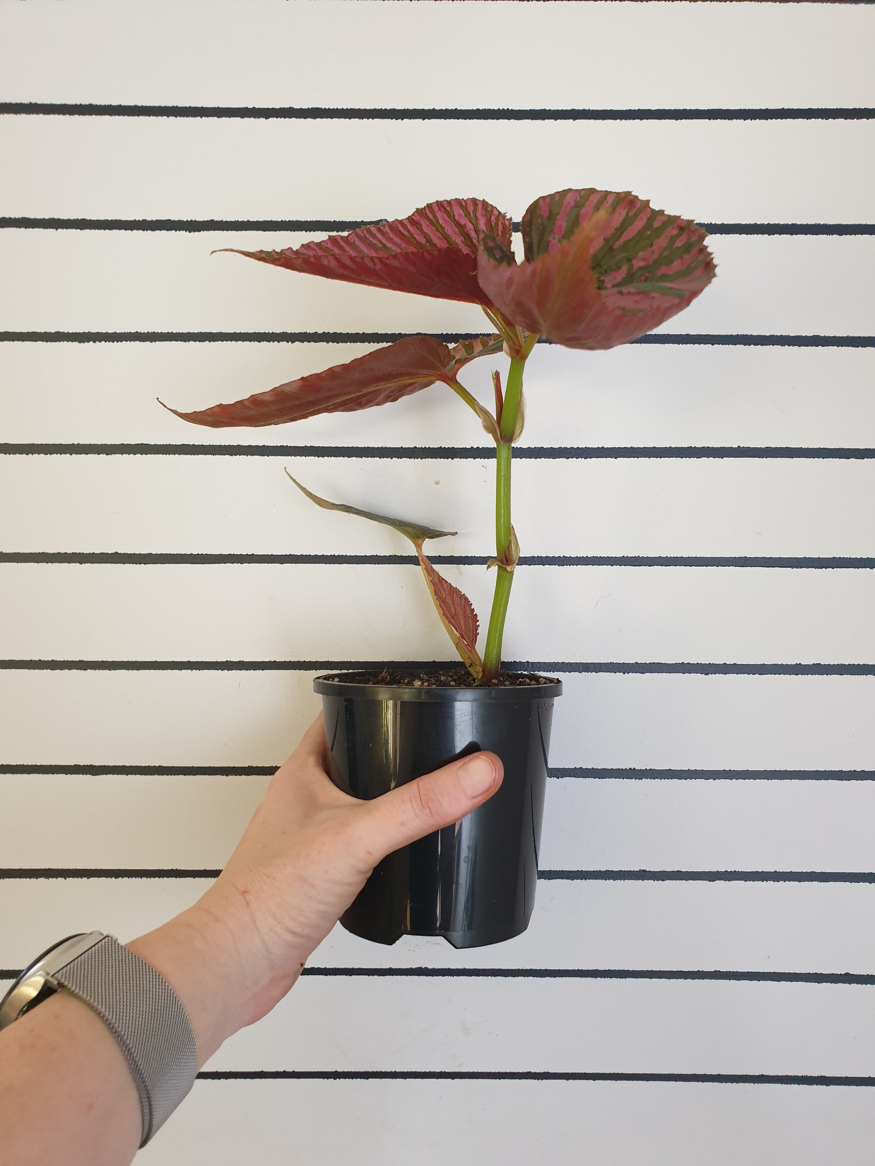 Begonia brevirimosa subsp. exotica Root'd Plants Large plant 