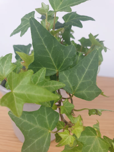 Hedera helix - English Ivy (Green) Root'd Plants 
