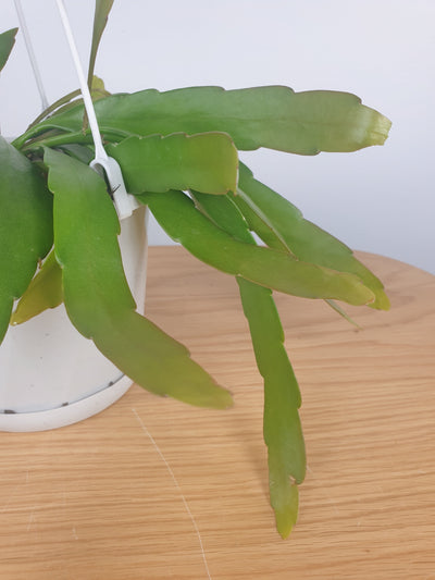 Rhipsalis ramulosa - Mistletoe Cactus Root'd Plants 