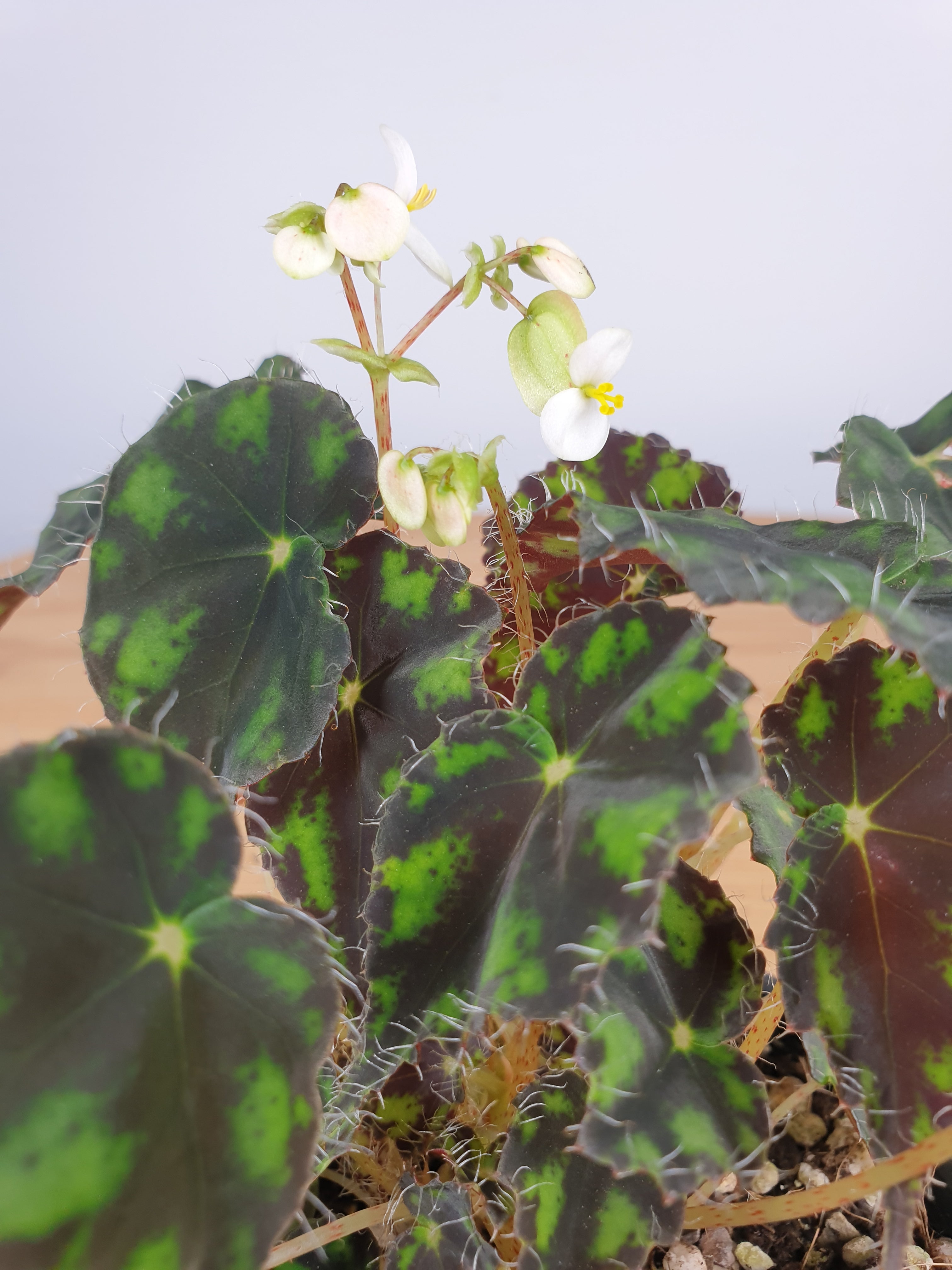 Begonia rex 'Tiger Paws' - Rhizomatous Eyelash Begonia Root'd Plants 