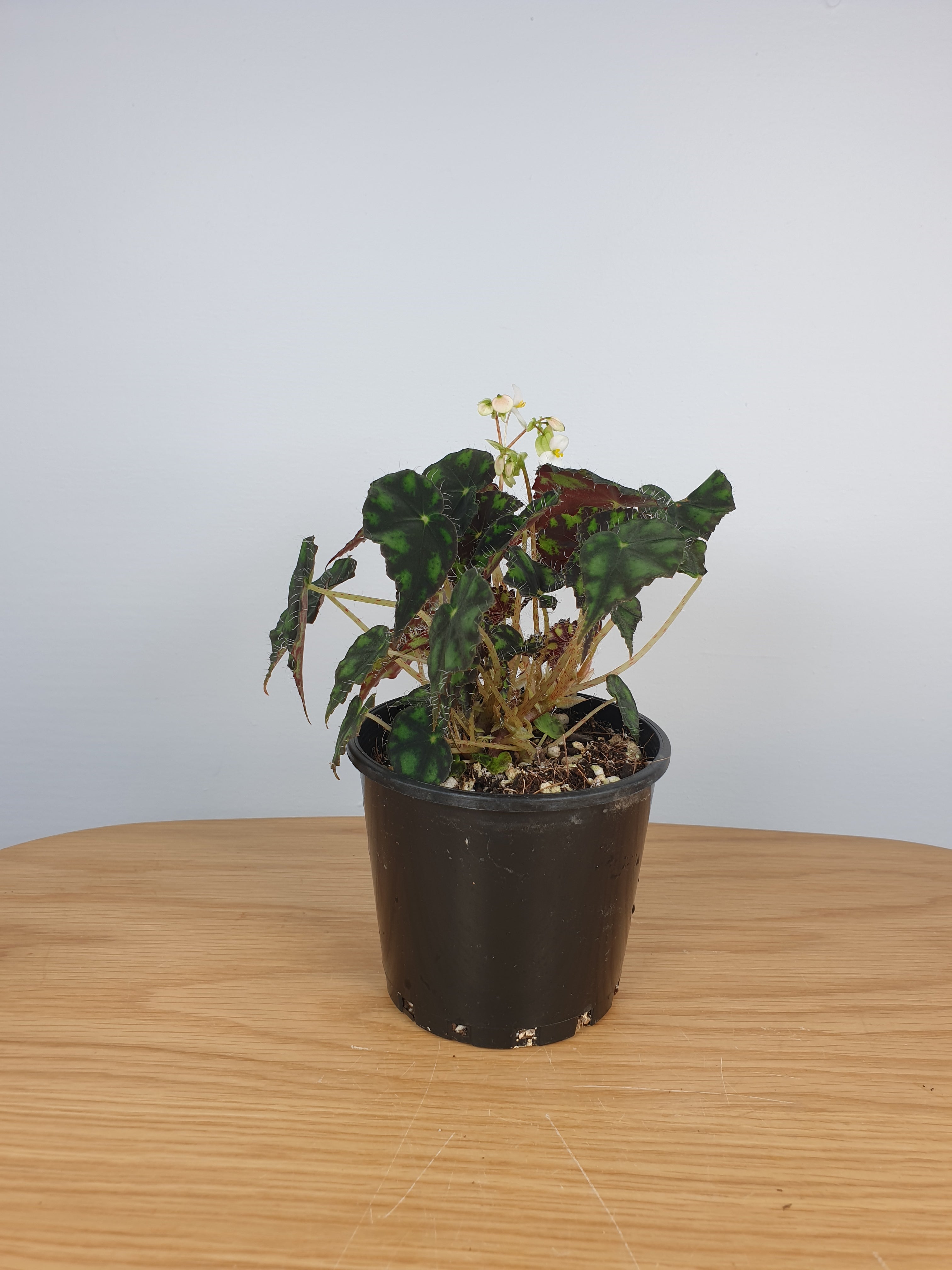 Begonia rex 'Tiger Paws' - Rhizomatous Eyelash Begonia Root'd Plants 100mm 