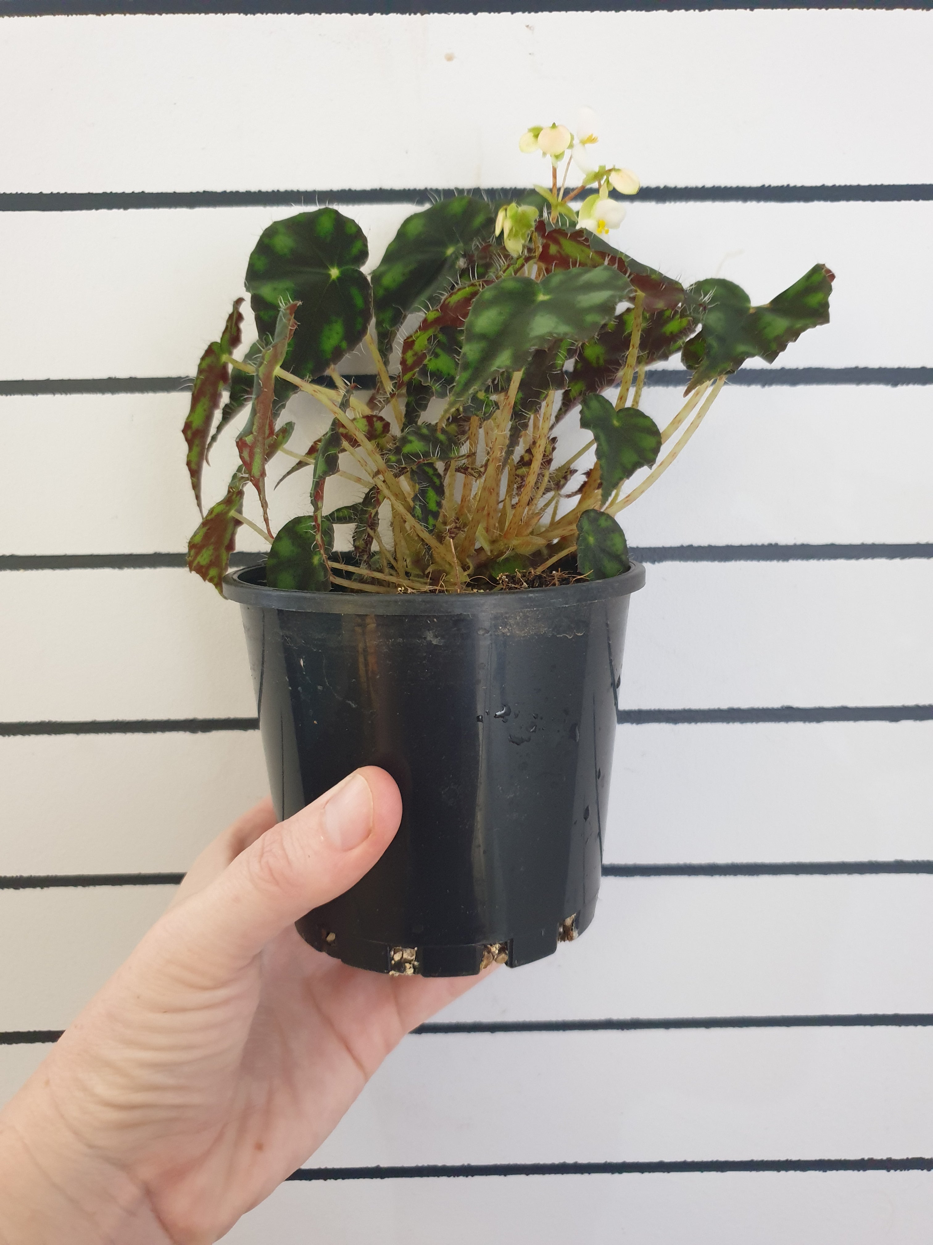 Begonia rex 'Tiger Paws' - Rhizomatous Eyelash Begonia Root'd Plants 