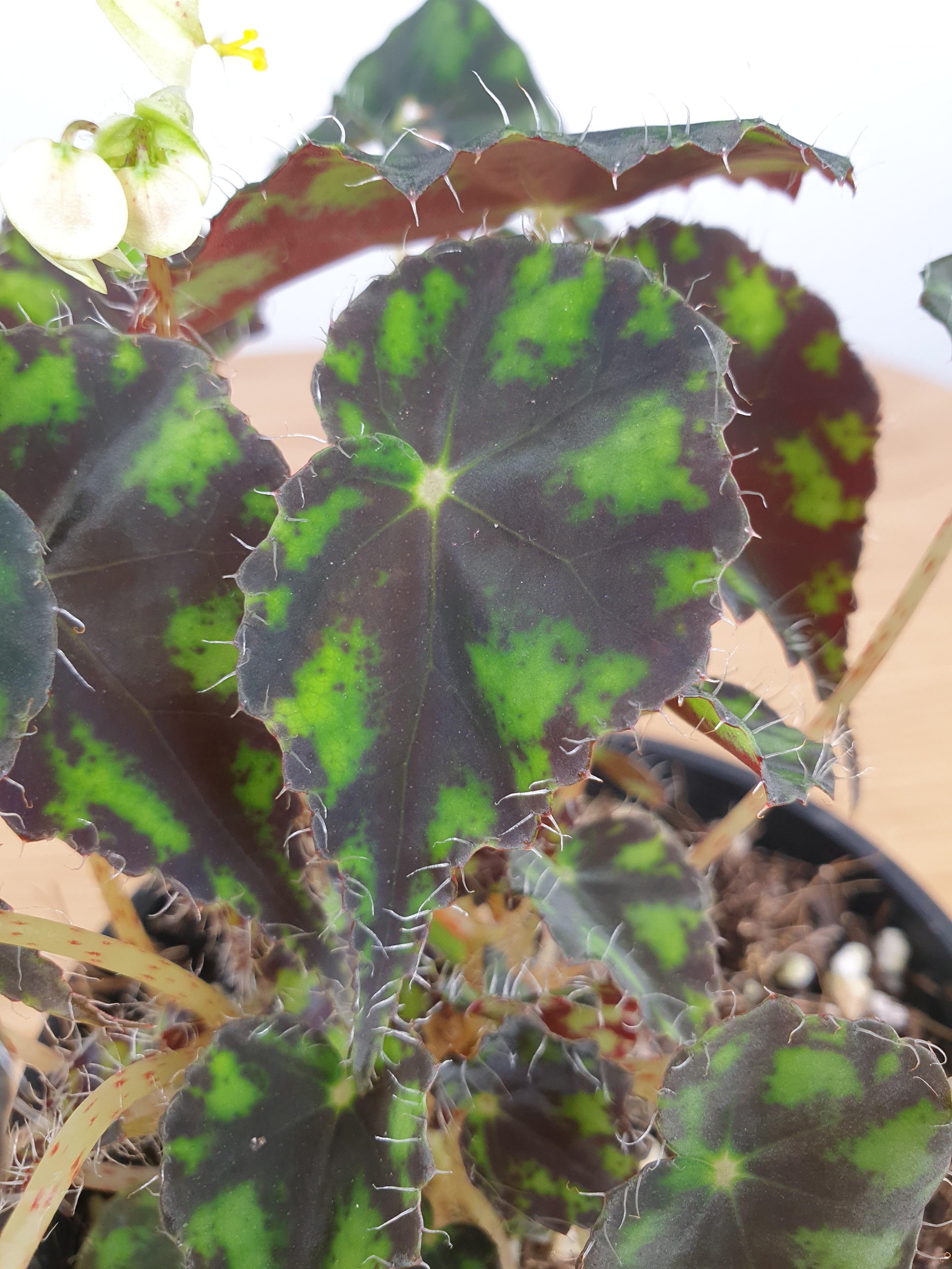 Begonia rex 'Tiger Paws' - Rhizomatous Eyelash Begonia Root'd Plants 