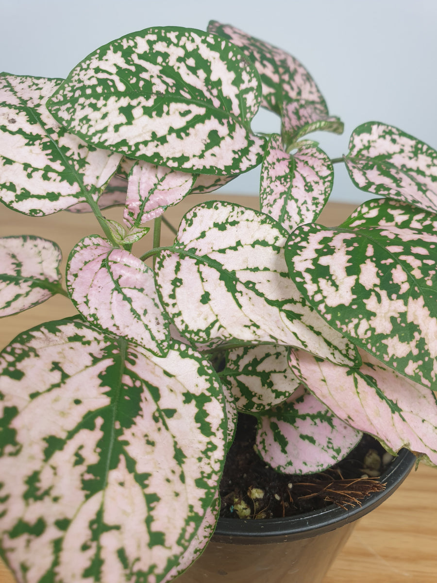 Hypoestes phyllostachya 'Pink' - Polka Dot Plant