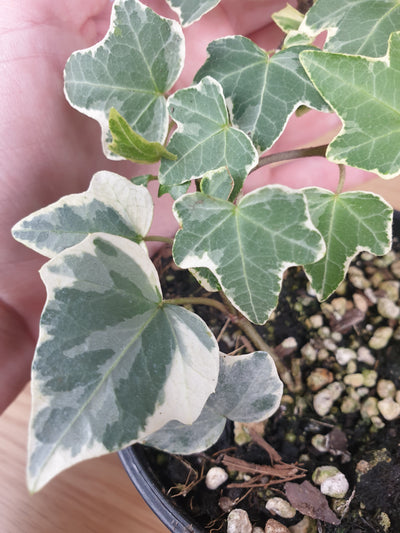 Hedera helix 'Cascade White' - Variegated English Ivy Root'd Plants 