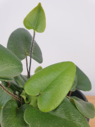 Hemionitis arifolia - Heart Fern Root'd Plants 