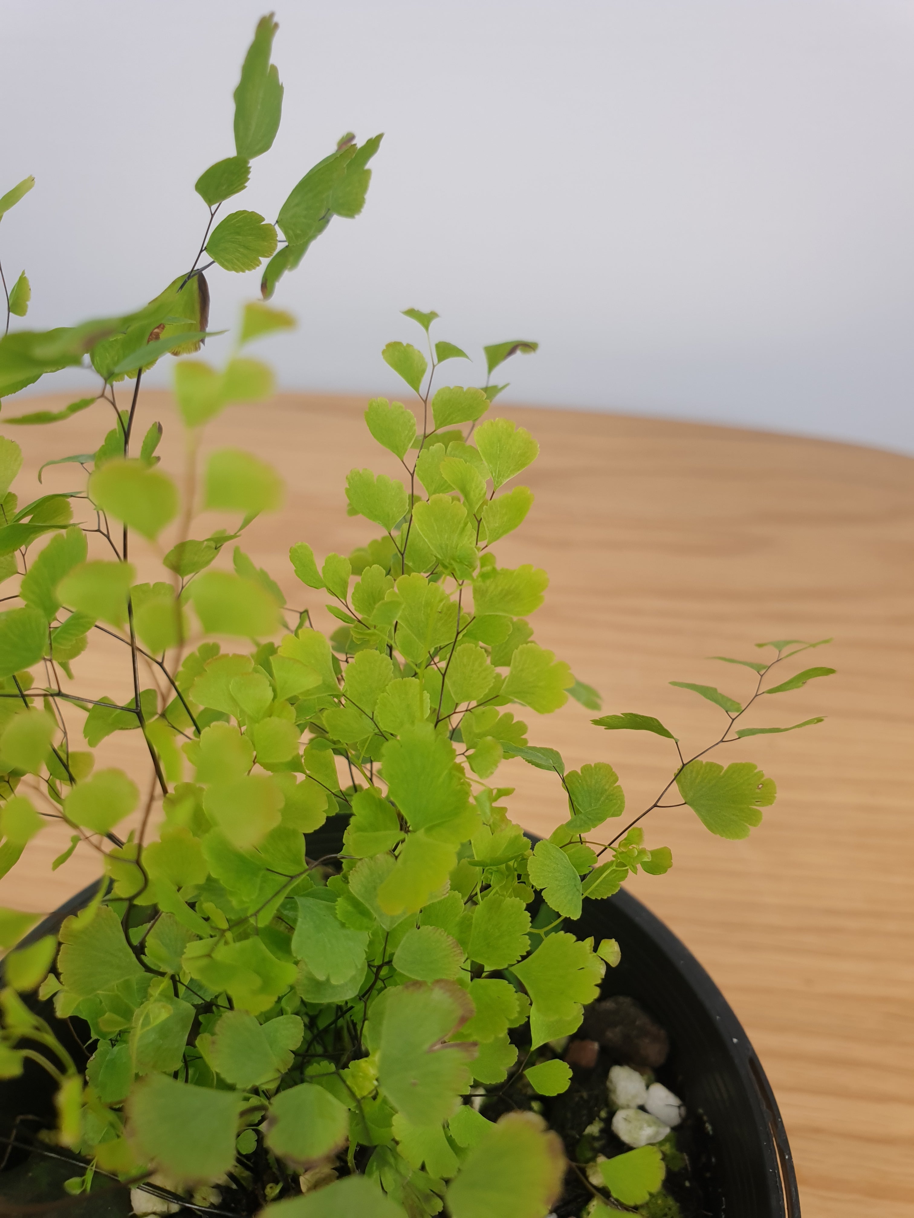 Adiantum raddianum - Delta Maidenhair Fern Landscaping & Garden Plants Root'd Plants 